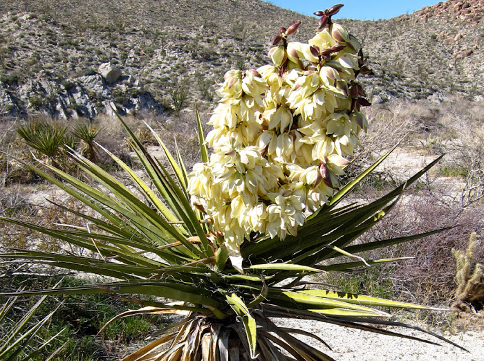 Beautiful blooms of a Mojave Yucca
