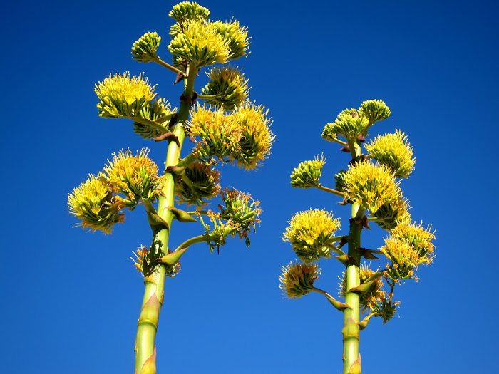 Agave twins in Pinyon Wash. Never have seen two bloom side to side like that.