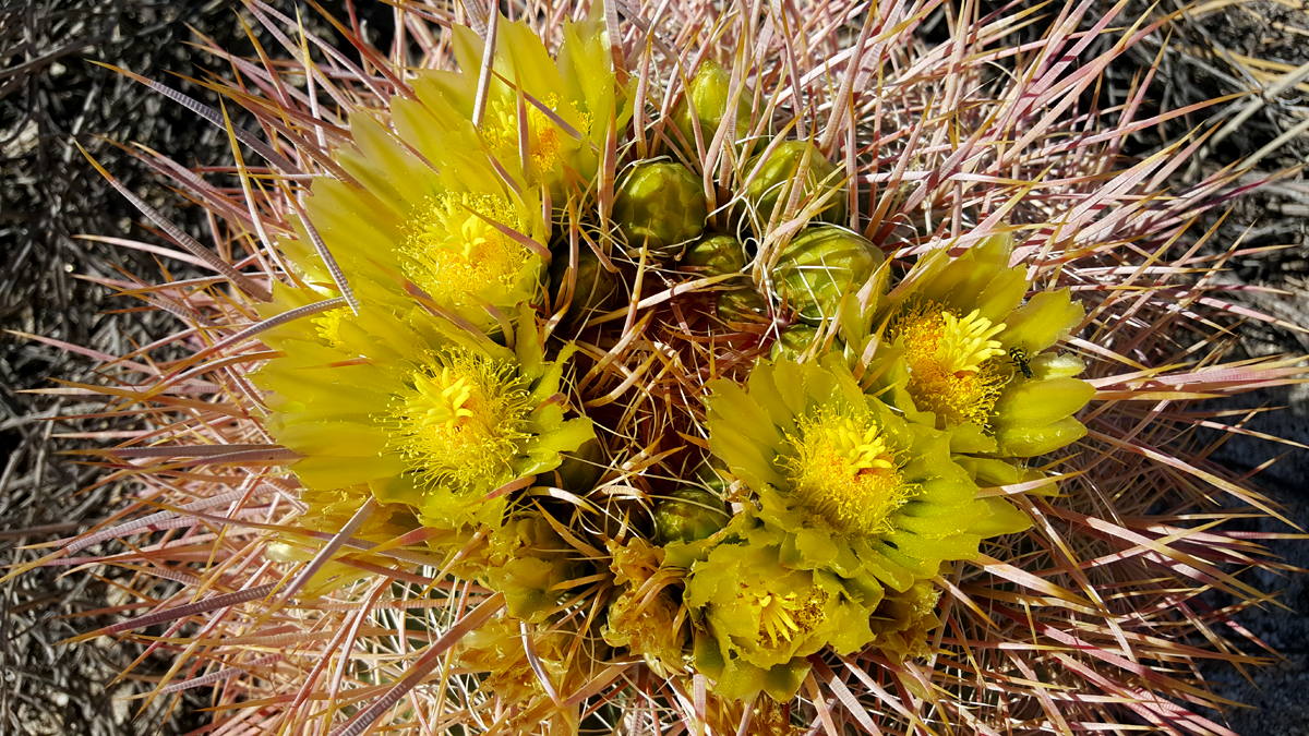 Blooming Barrel Cactus in Indian Gorge