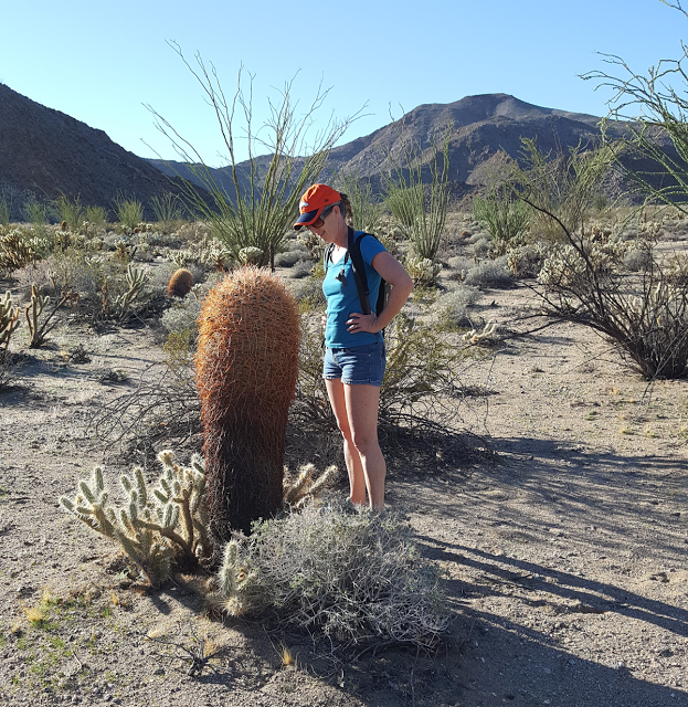 Mary looking for Barrel cactus blooms - Anza Borrego