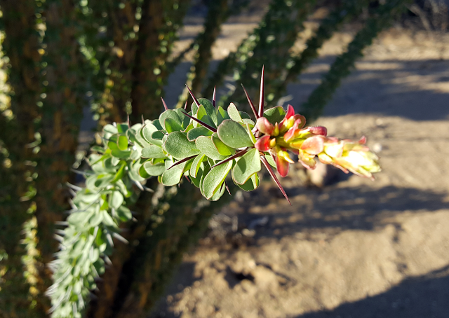 Ocotillo starting to blossom in Indian Gorge - Anza Borrego