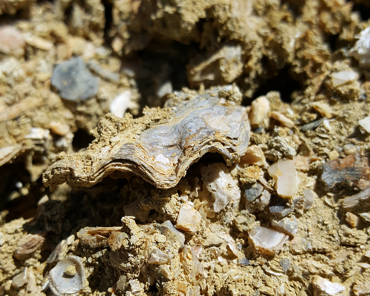 Sea Shells in Anza in the Anza Borrego Desert