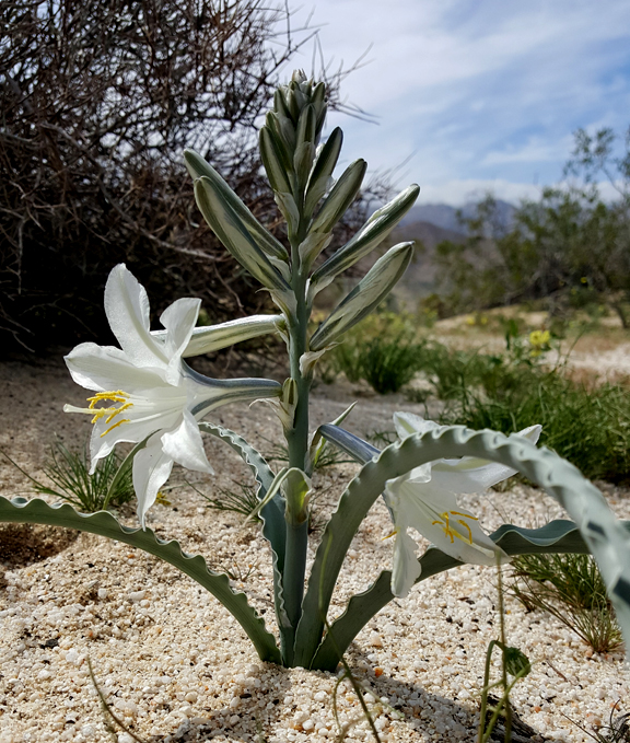 Desert Lilies are common in the washes of southern Anza Borrego