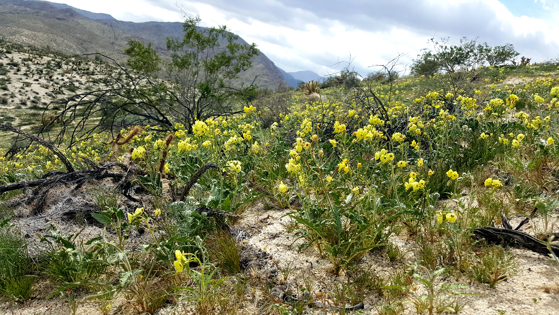 Egg Mountain covered with Desert Wildflowers