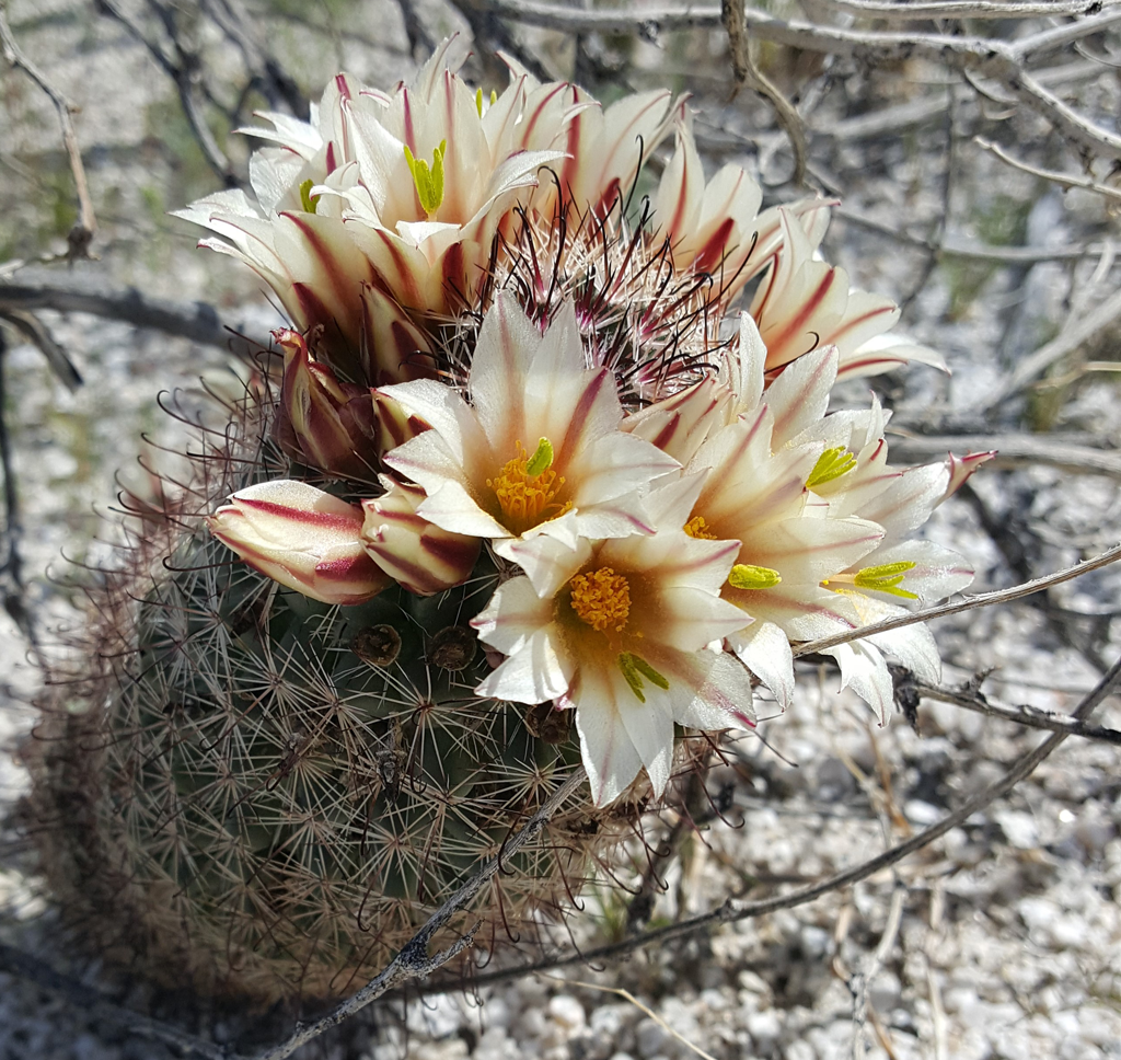 A small fishhook cactus covered with blooms