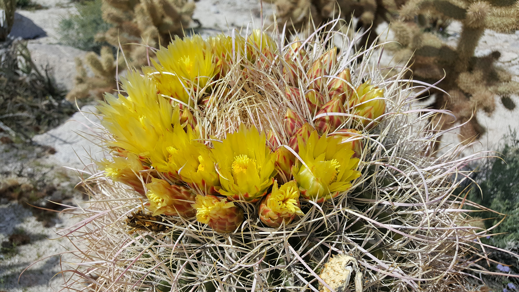 Many blooms on this barrel cactus
