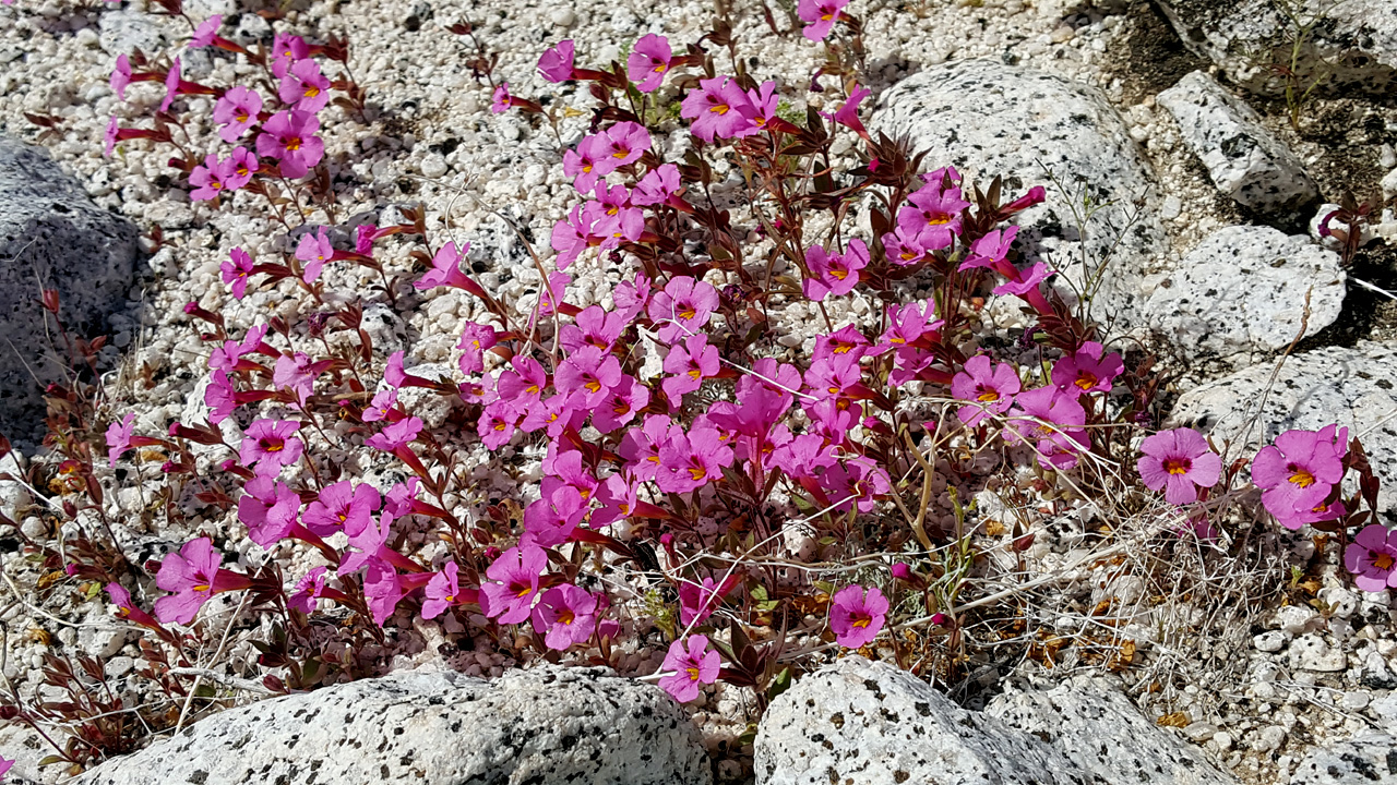 Bigelow Monkey Flower