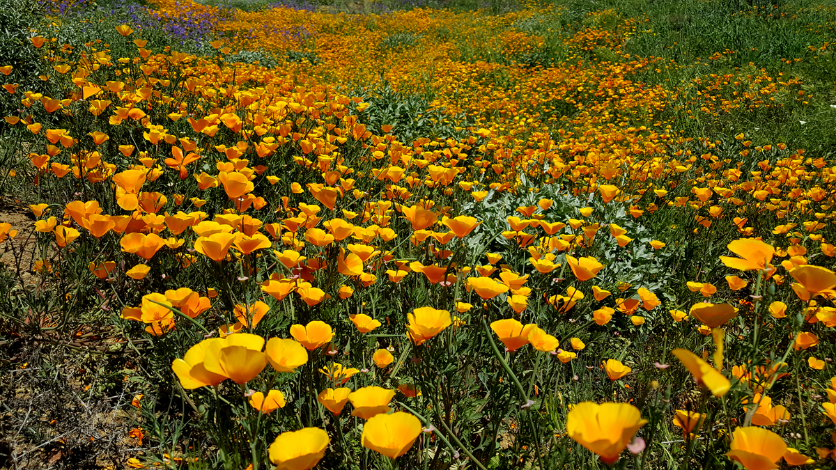 California Poppies near Lake Elsinore