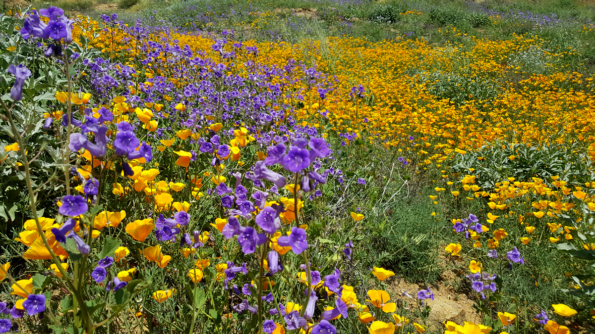 California Poppies near Lake Elsinore