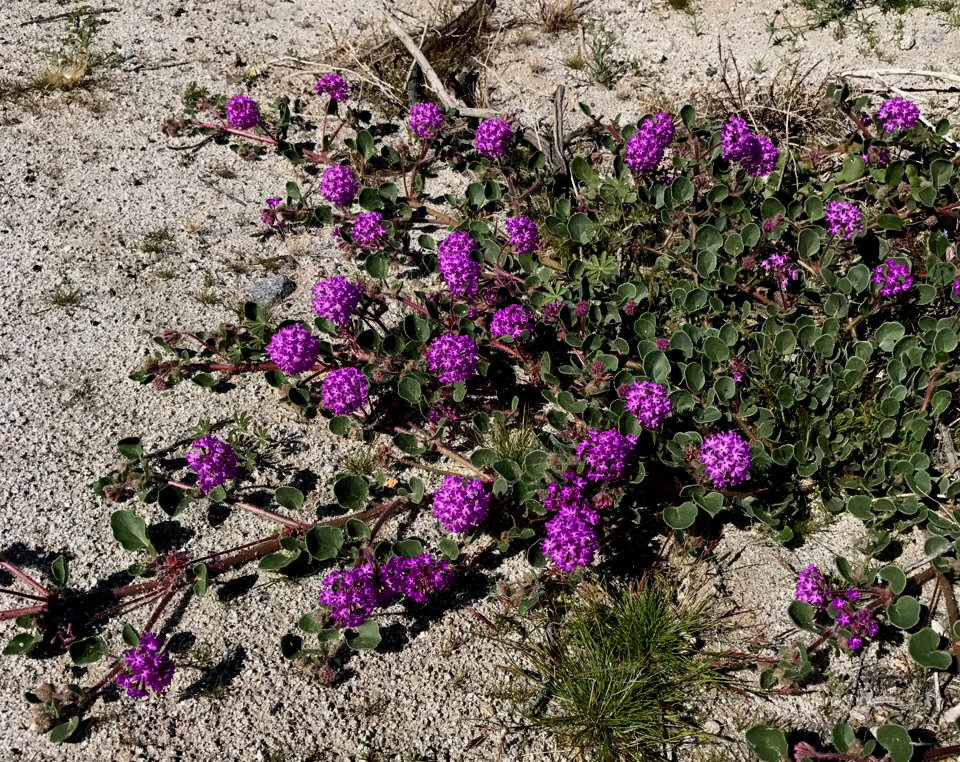 Sand Verbena 