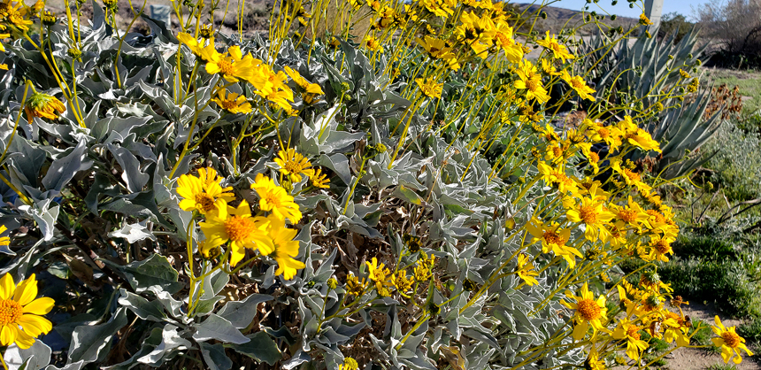 Brittlebush near Inner Pasture