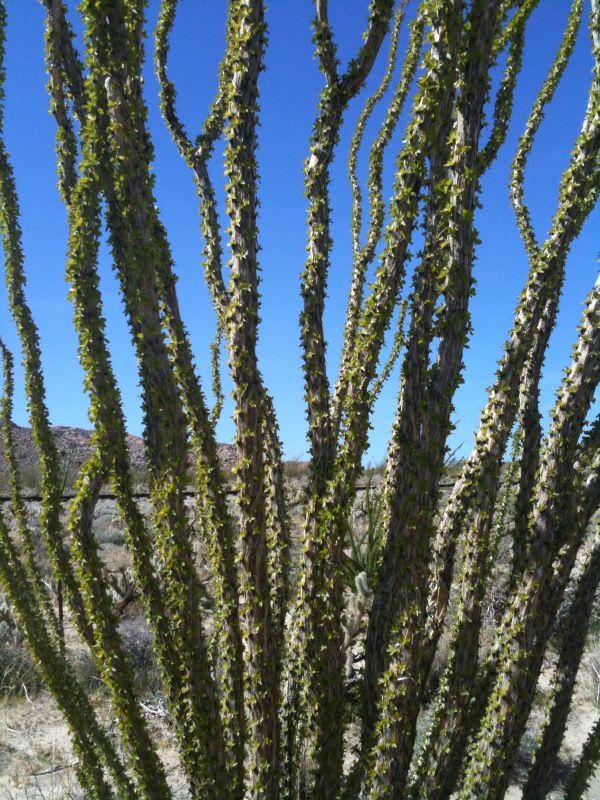 Blooming Ocotillo in Anza Borrego