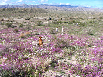 Anza Borrego WildFlowers