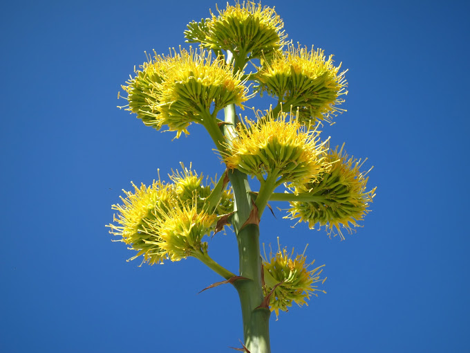 Blooming Yucca in Indian Valley