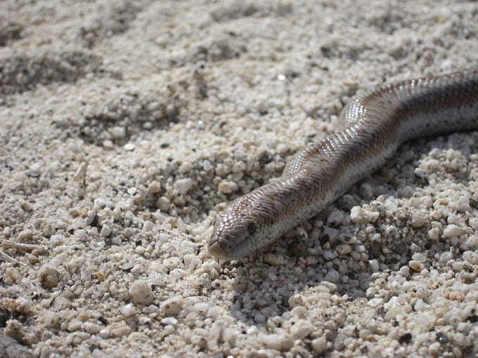 Rosy Boa in Indian Valley