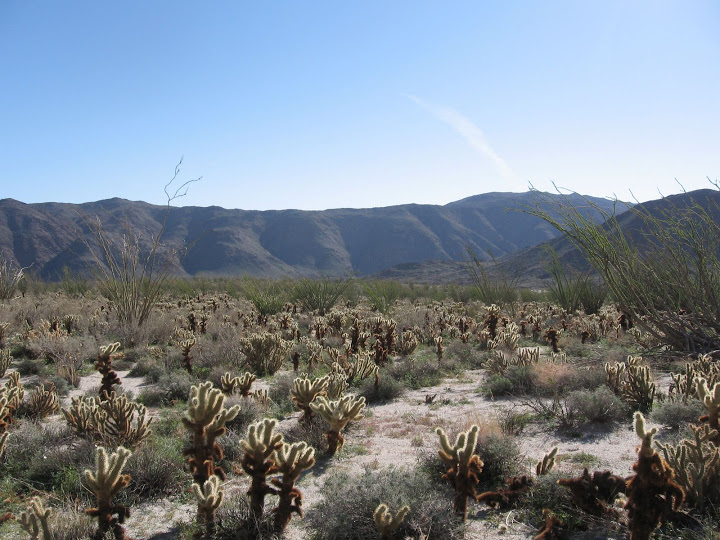 Sea of cholla in Carrizo Gorge