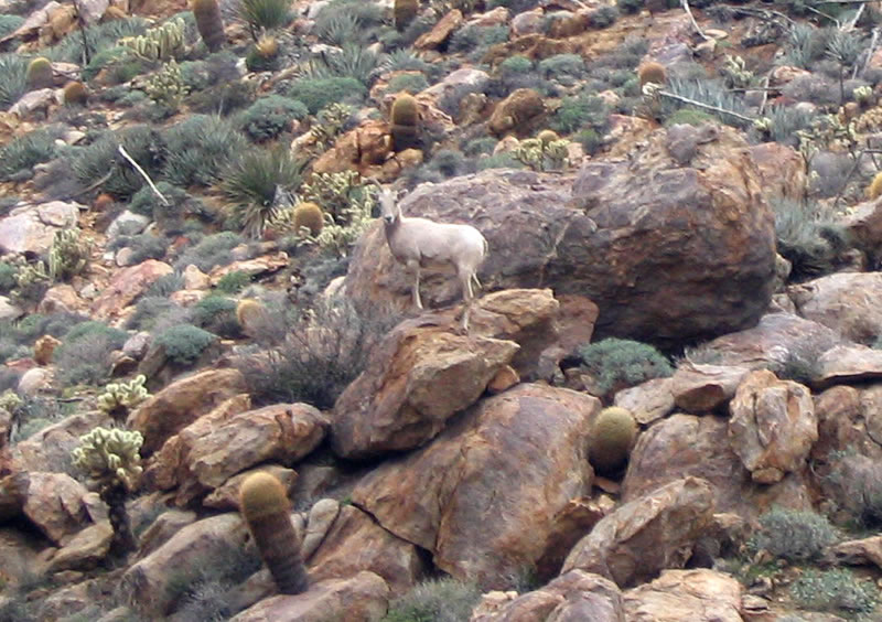 Bighorn Sheep in Goat Canyon Anza Borrego