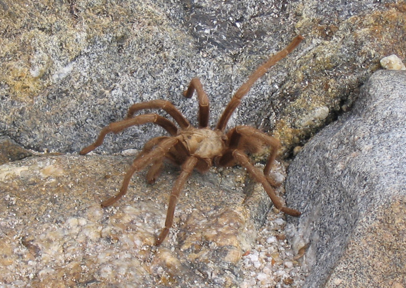 Tarantula in Canyon Sin Nombre - Anza Borrego