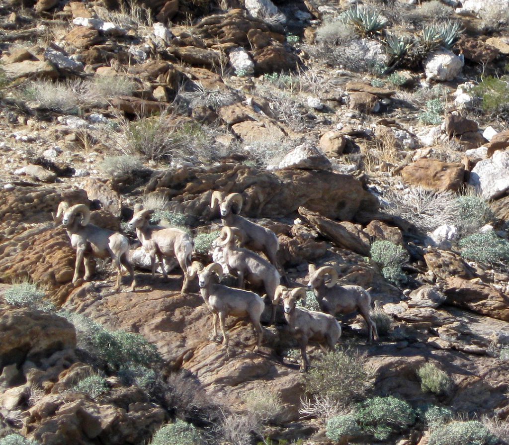 Desert Bighorn Sheep Herd in Anza Borrego