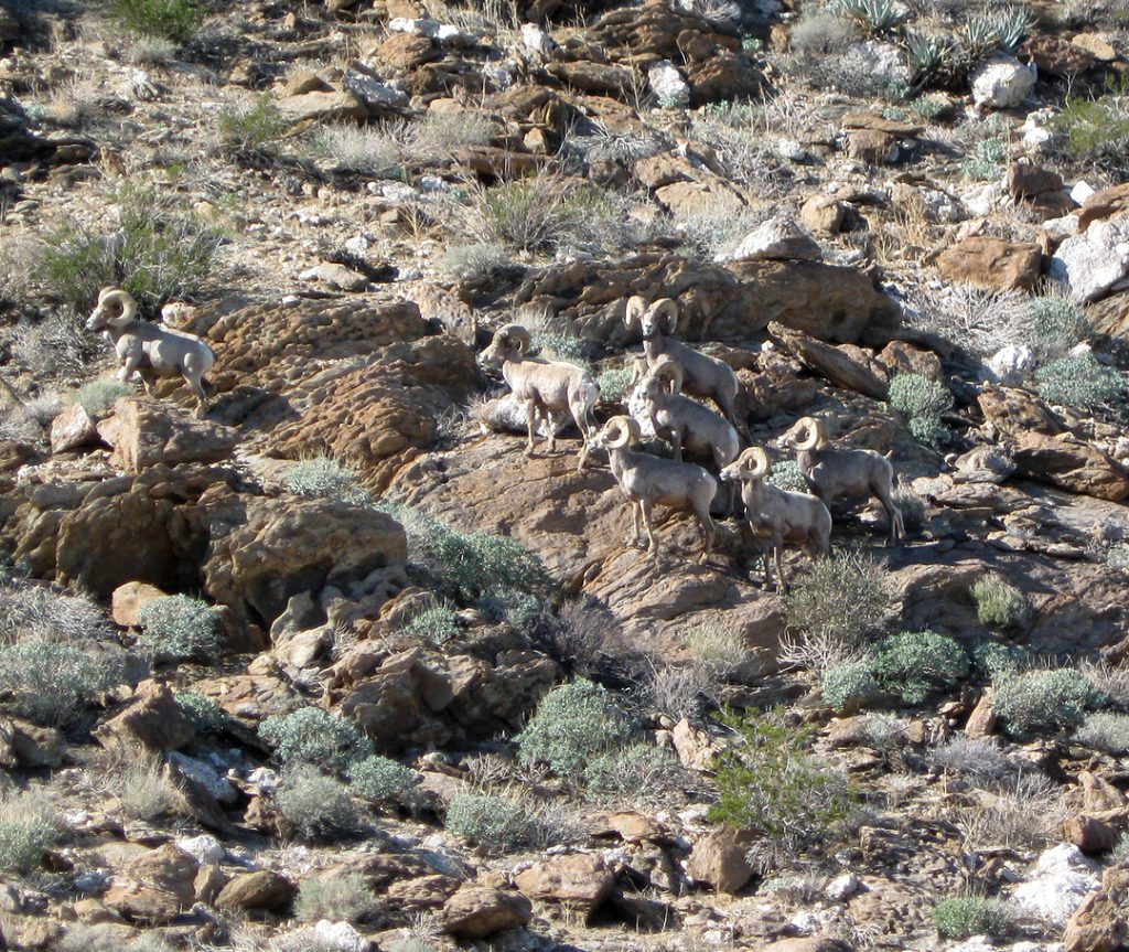 Desert Bighorn Sheep Herd in Anza Borrego