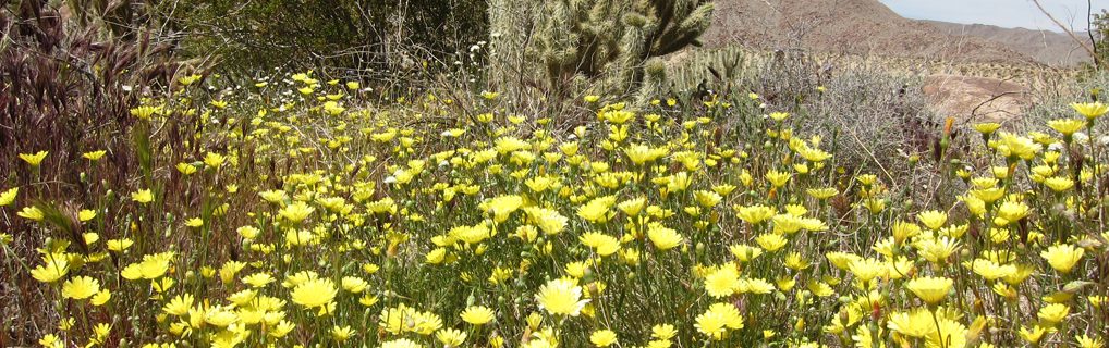 Wildflowers and Pictographs in Southern Anza Borrego