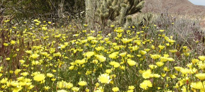 Wildflowers and Pictographs in Southern Anza Borrego