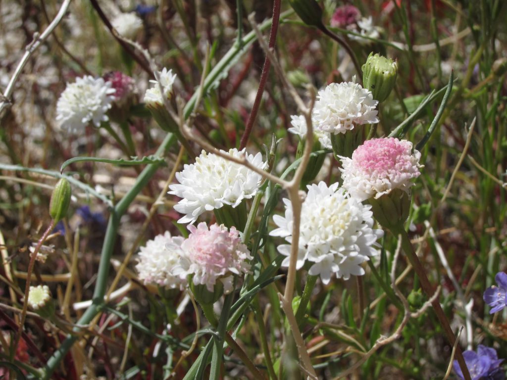 Desert Pincushions in Indian Valley