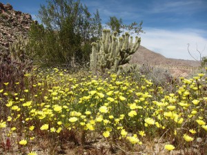 Desert Dandelions in Indian Valley - Anza Borrego