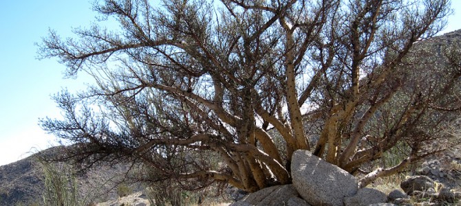 Exploring Torote Canyon