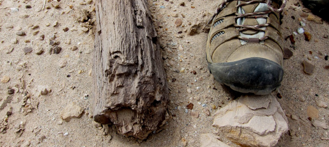 The Forgotten Prehistoric Forest of Anza Borrego