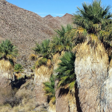 Hiking to the remote Carrizo Palms