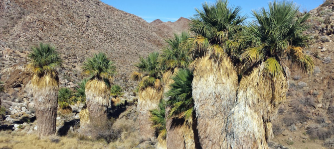 Hiking to the remote Carrizo Palms