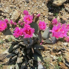 Anza Borrego Desert Flower Report March 2015