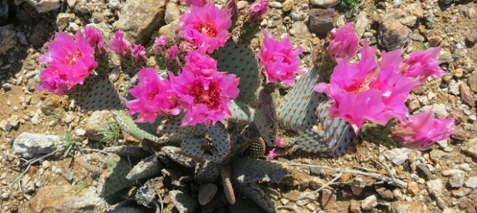 Anza Borrego Desert Flower Report March 2015
