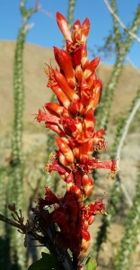 Blooming Ocotillo in Jojoba Wash - Anza Borrego