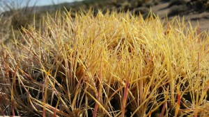 Barrel Cactus Closeup - Anza Borrego