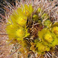 Desert Wildflower Update For Southern Anza Borrego