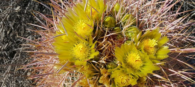 Desert Wildflower Update For Southern Anza Borrego