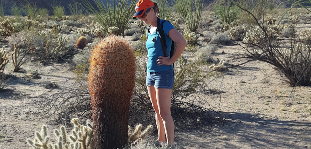 Wildflower Scouting Trip in Southern Anza Borrego