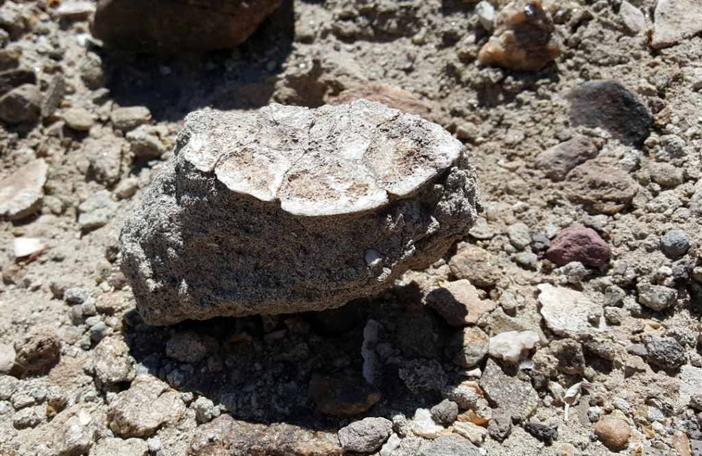 Bottom of a Sea Biscuit fossil -Domelands Coyote Mountains Wilderness Anza Borrego