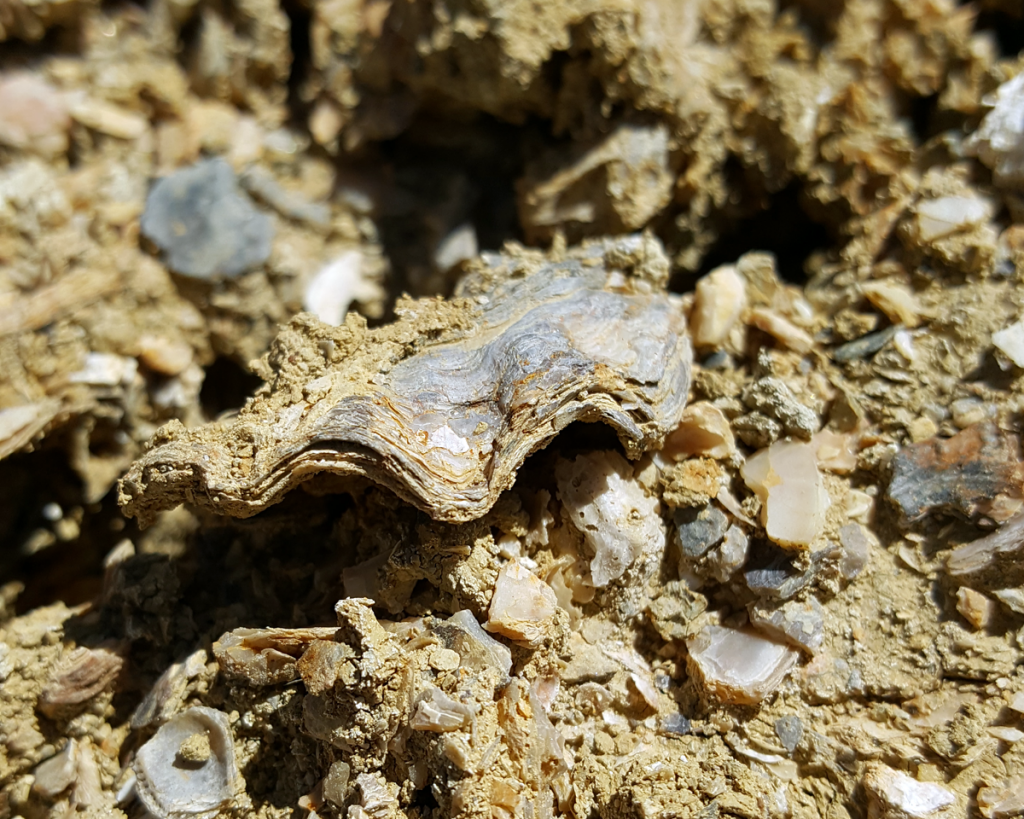 Ancient Sea Shells