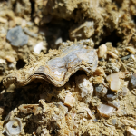 Ancient Sea Shells