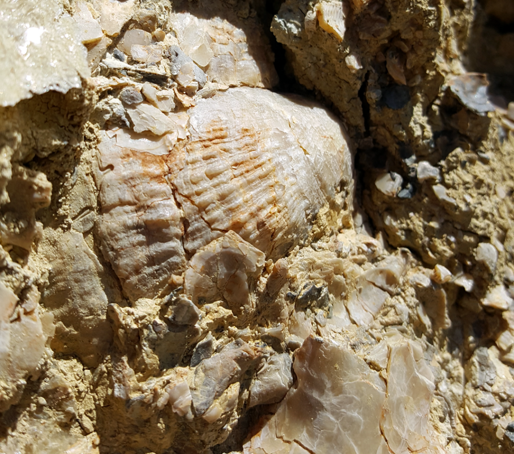 Embedded sea shell - Anza Borrego Desert