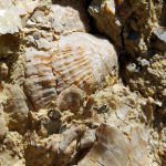 Embedded sea shell - Anza Borrego Desert