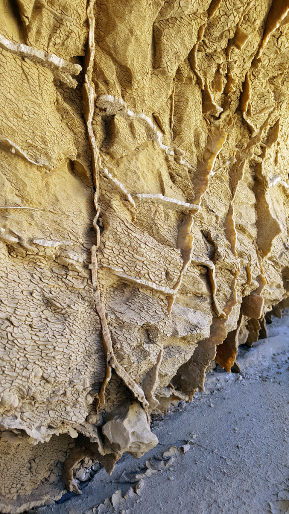 Ancient Reef- Anza Borrego Desert