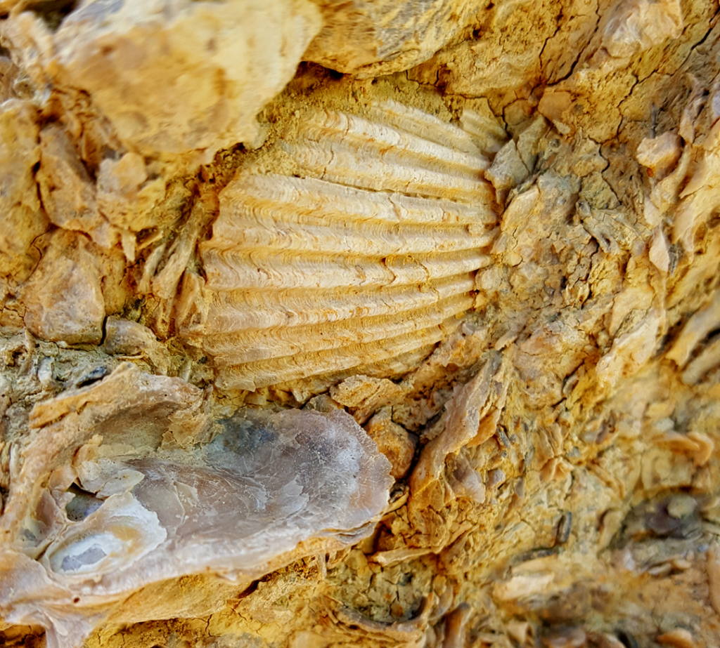 Some sections of rock were made up of thousands of crushed shells - Coyote Mountains Wilderness