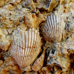 Ancient Sea Shells - Domelands Anza Borrego