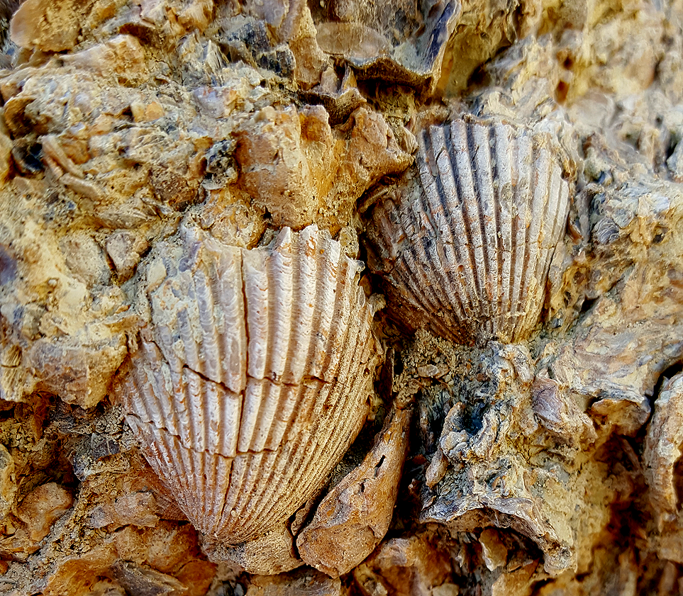 Ancient Sea Shells - Domelands Anza Borrego