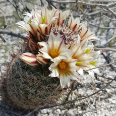 Desert Wildflower Scouting Trip March 2017