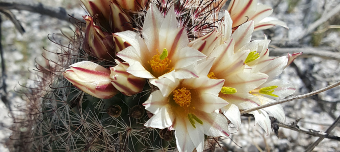 Desert Wildflower Scouting Trip March 2017